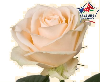 ROSE PEACH AVALANCHE 60cm FDF (FR)